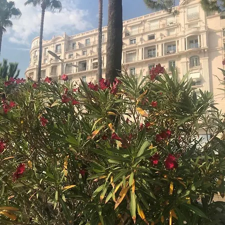 New - Cosy & Nice Apartment In Palais Miramar Cannes Buitenkant foto
